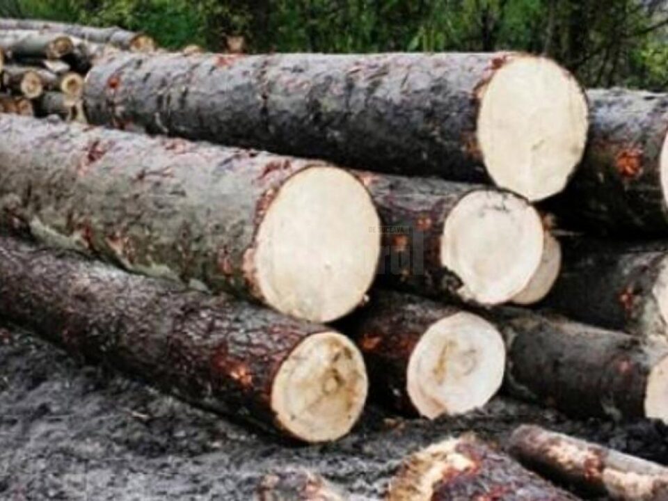 Lemnul a fost predat la Ocolul Silvic Mălini
