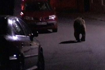Un urs s-a plimbat sâmbătă noapte nestingherit pe străzile Sucevei