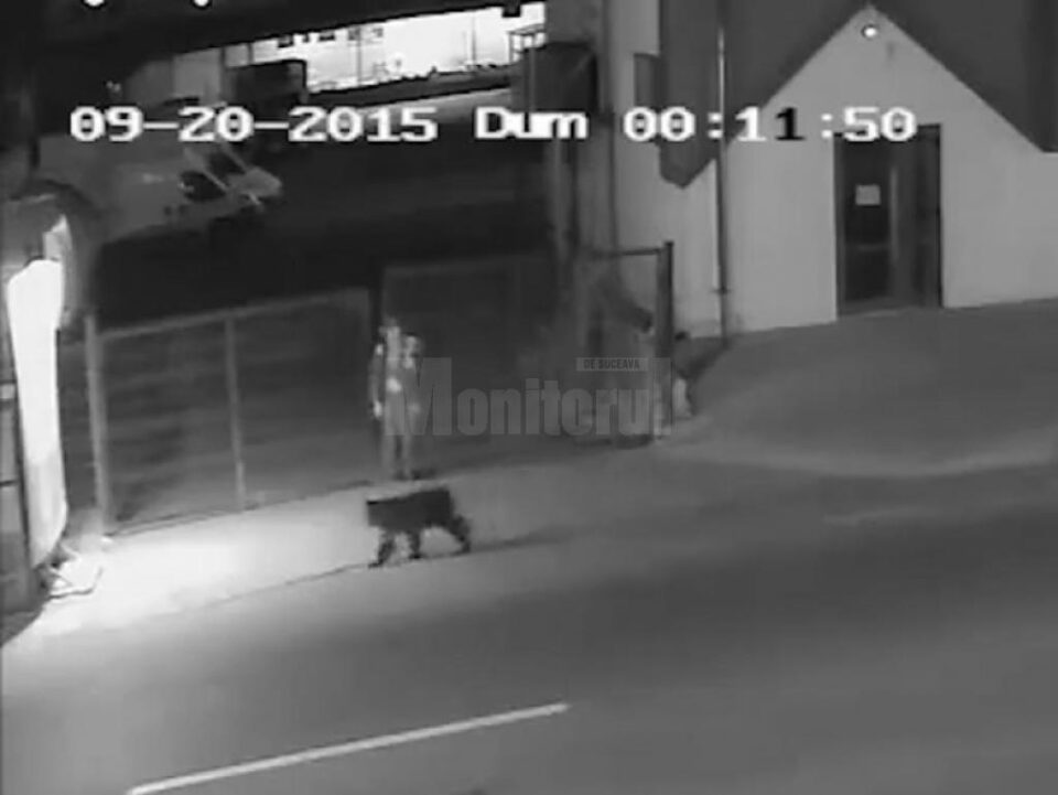 Ursul care s-a plimbat pe străzile Sucevei