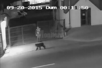 Ursul care s-a plimbat pe străzile Sucevei