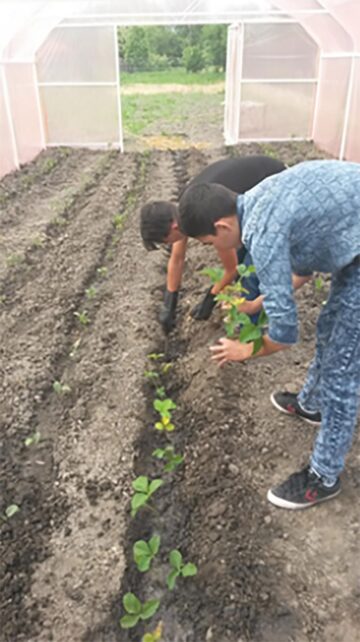 Elevii școlii din Oniceni au construit o seră de legume în curtea instituției
