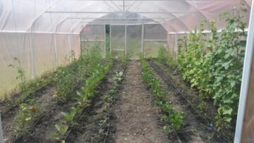 Elevii școlii din Oniceni au construit o seră de legume în curtea instituției