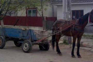 Cei doi șoferi împlicați în accidente s-au izbit cu mașinile în căruțe