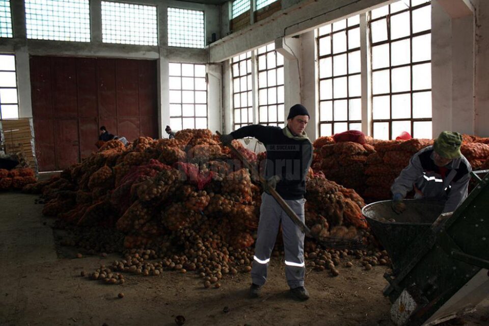 Cartoful se vinde cu 0,80-1 leu per kilogram