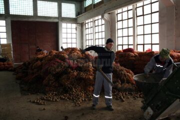 Cartoful se vinde cu 0,80-1 leu per kilogram