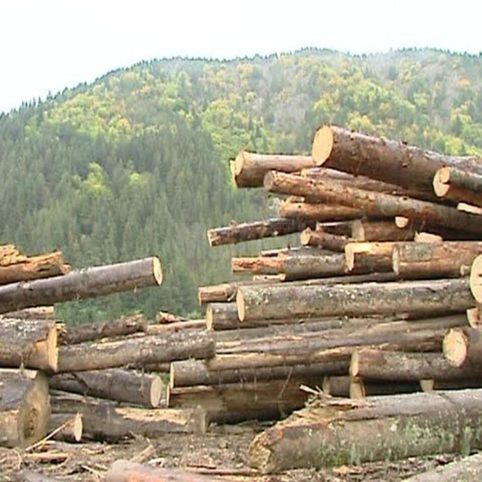 Transporturi ilegale de peste 45 mc de lemn, oprite de polițiști la Vatra Moldoviței