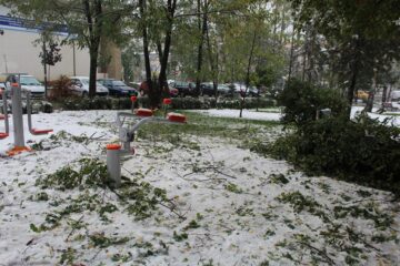 Problemele cauzate de zăpada îmbinată cu apă au afectat nu doar arborii mai în vârstă, ci și numeroși arbori tineri