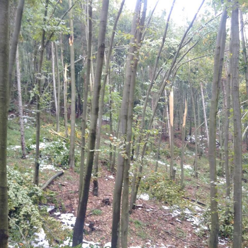 Arbori rupți sau îndoiți de greutatea zăpezilor