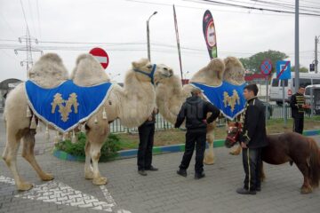 Cămilele au fost ajunse din urmă de angajații circului