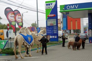 Promovarea circului pe străzi, cu animale, îi va costa pe administratori 10.000 de lei