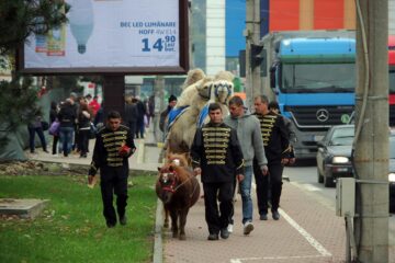 Două cămile au galopat printre mașini, pe artera principală a Sucevei