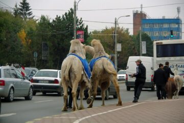Două cămile au galopat printre mașini, pe artera principală a Sucevei