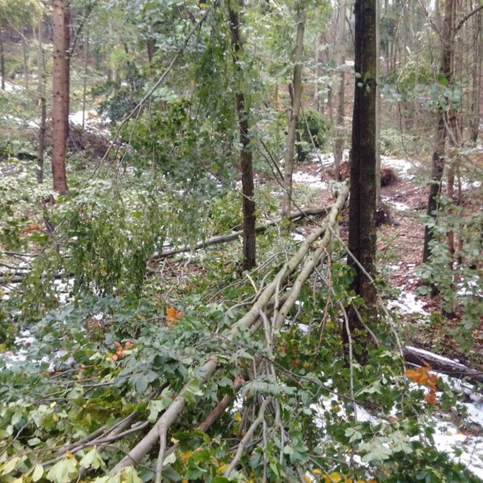 Arbori rupți sau îndoiți de greutatea zăpezilor