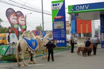 Două cămile au galopat printre mașini, pe artera principală a Sucevei