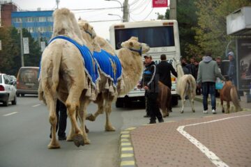 Cămilele s-au întors, tot printre mașini, la circ