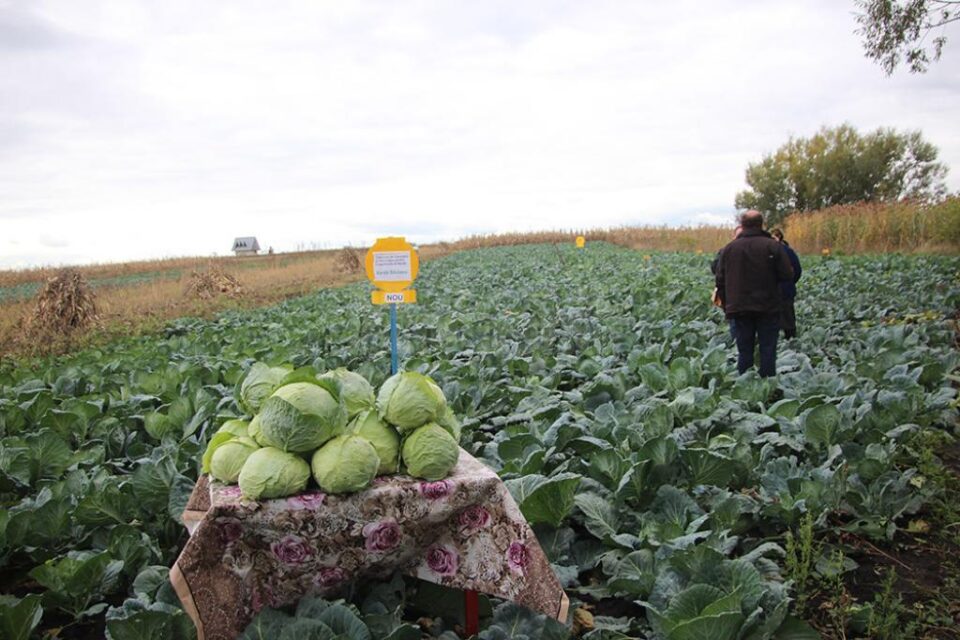 Lotul de 4 ari de varză experimentală din soiul Silviana