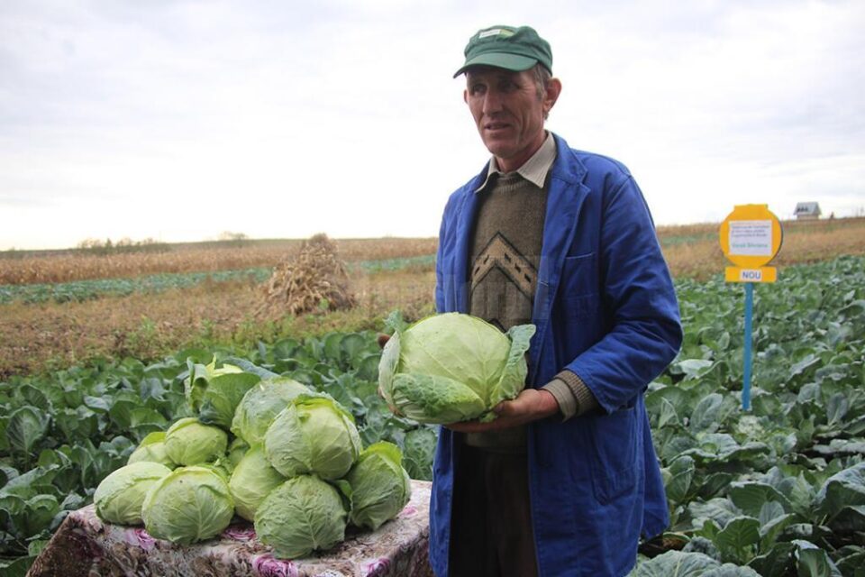 Vasile Mătrășoaia este mulțumit de această cultură experimentală