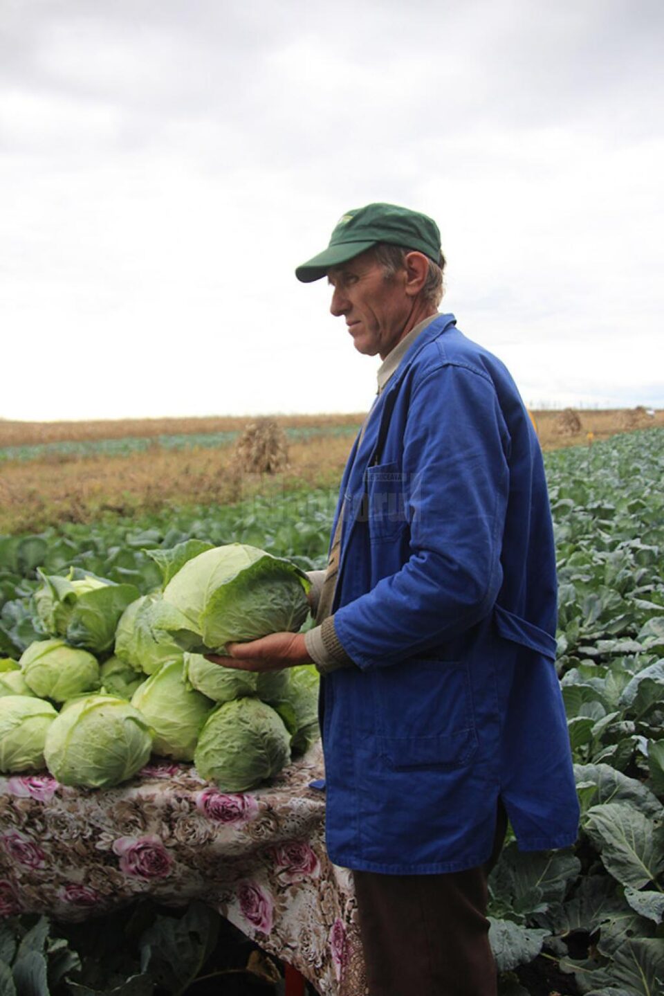 Lot experimental de varză, testat și lăudat de specialiștii de la Stațiunea de Cercetare și Dezvoltare Bacău