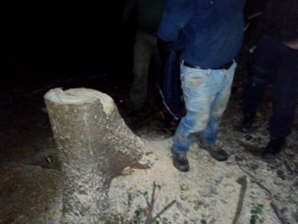 Un bărbat care tăia copaci în miez de noapte, prins de jandarmi și silvicultori
