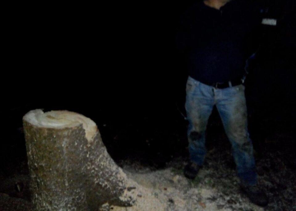 Un bărbat care tăia copaci în miez de noapte, prins de jandarmi și silvicultori