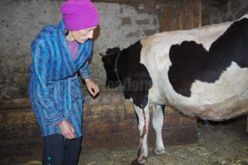 Mariana Lala, proprietara vacii muscate de porc