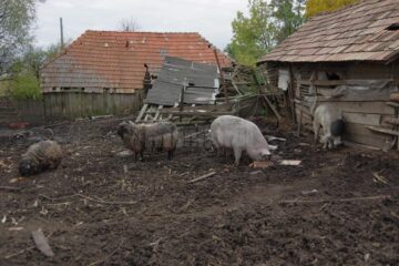 Panică în Vadu Moldovei. Un porc agresiv atacă animalele întâlnite în cale