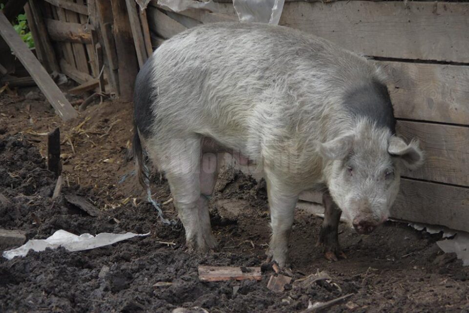 Porcul agresiv în curtea proprietarului