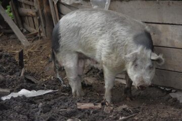 Porcul agresiv în curtea proprietarului
