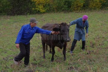 Panică în Vadu Moldovei. Un porc agresiv atacă animalele întâlnite în cale
