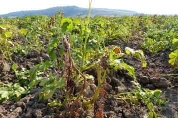 Unele culturi au fost pârjolite de secetă Unele culturi au fost pârjolite de secetă