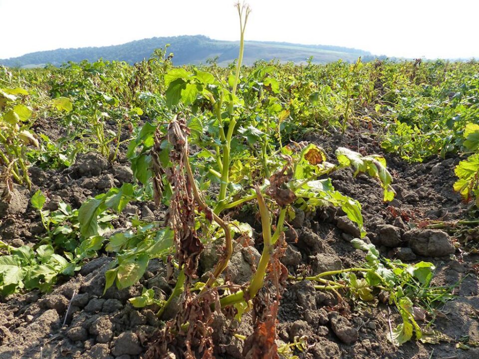 Unele culturi au fost pârjolite de secetă