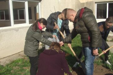 Elevii au ales curtea școlii, în fapt un parc situat în incinta colegiului, unde au plantat tuia ornamentali și pomi fructiferi