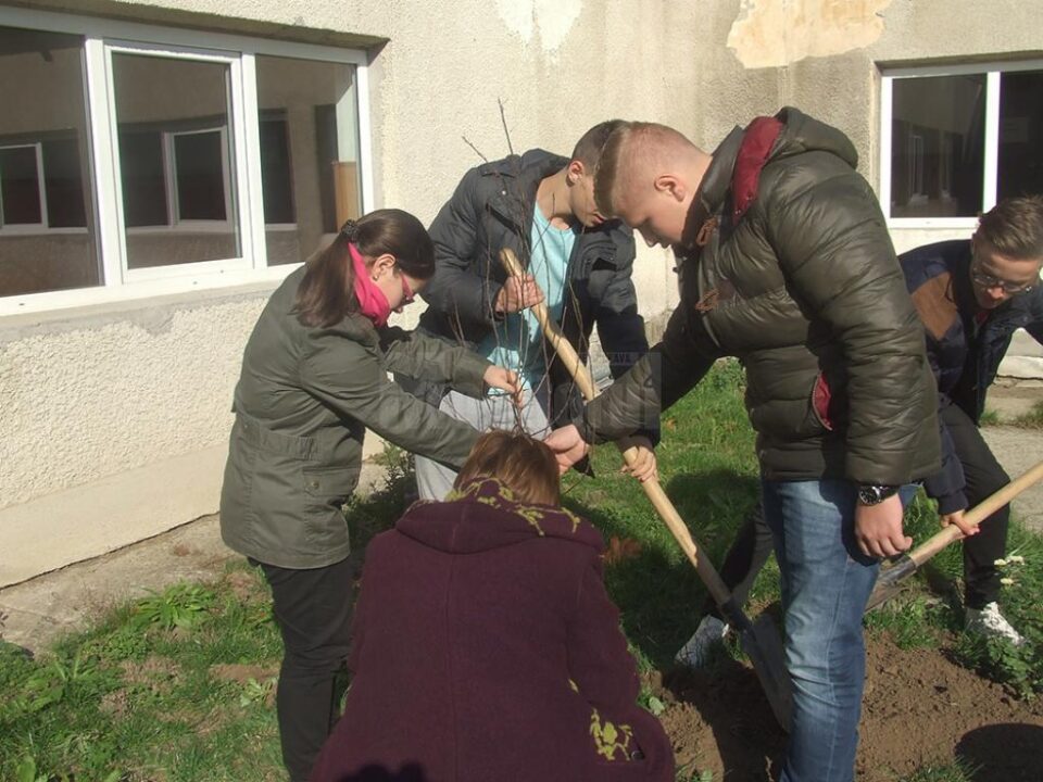 Elevii au ales curtea școlii, în fapt un parc situat în incinta colegiului, unde au plantat tuia ornamentali și pomi fructiferi Elevii au ales curtea școlii, în fapt un parc situat în incinta colegiului, unde au plantat tuia ornamentali și pomi fructiferi