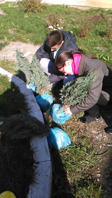 Elevii au ales curtea școlii, în fapt un parc situat în incinta colegiului, unde au plantat tuia ornamentali și pomi fructiferi