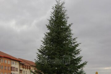Bradul de Crăciun a fost amplasat ieri în centrul Sucevei
