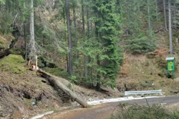 Mai mulți copaci au fost smulși de vânt și au căzut pe carosabil