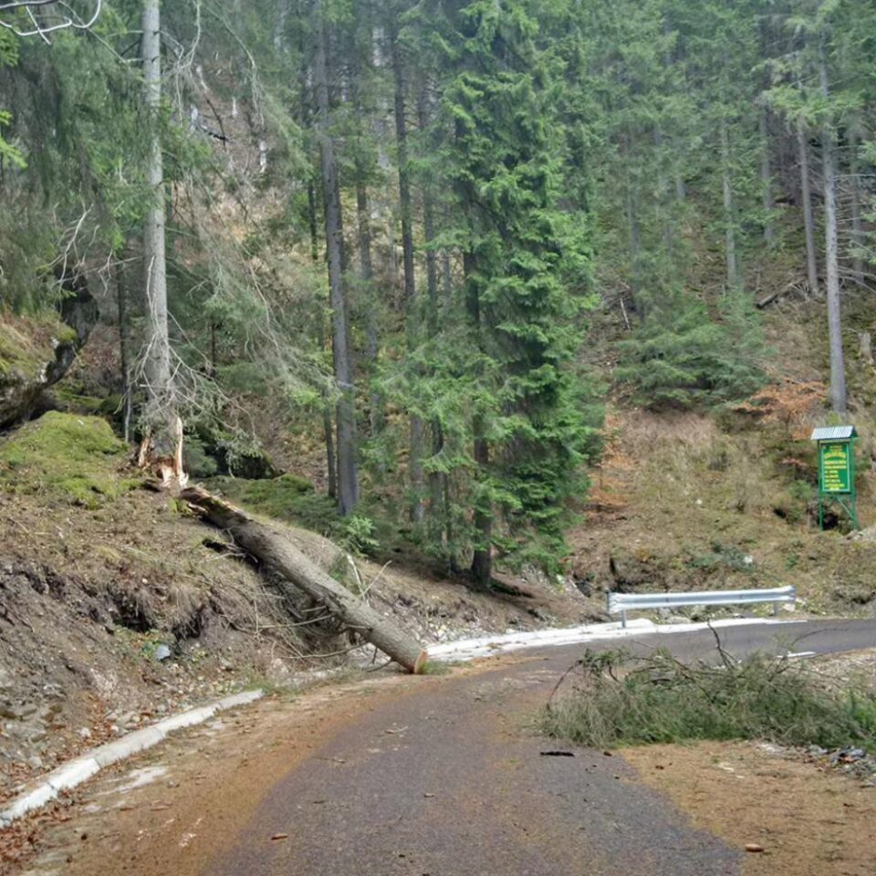 Mai mulți copaci au fost smulși de vânt și au căzut pe carosabil