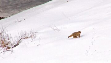 Frații care vor să împartă cu lumea comoara lor dintre munți