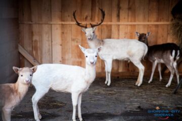 ”Satul lui Moș Crăciun”, în parcarea Shopping City Suceava