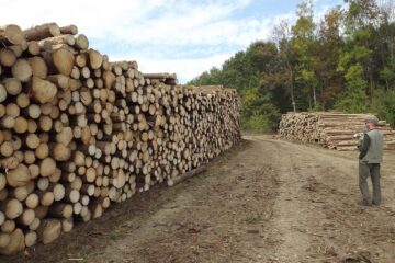 La licitația care a fost boicotată se scot la vânzare cele mai mari cantități de masă lemnoasă care pot fi exploatate în Suceava în 2016