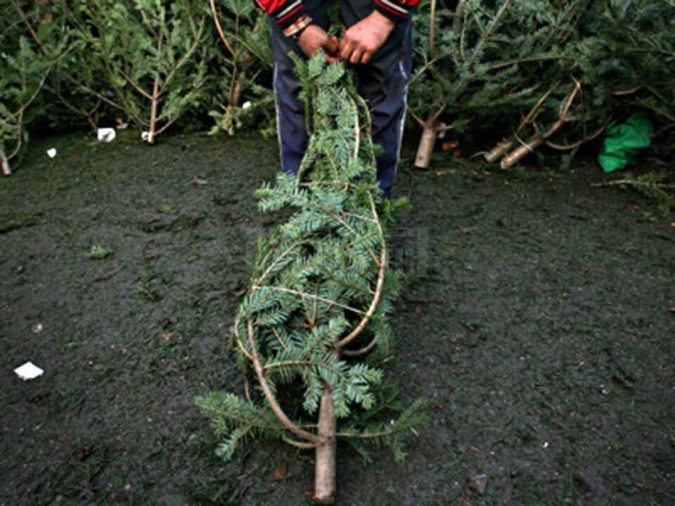 150 de brazi de crăciun, confiscați de polițiști