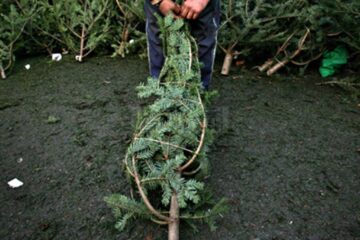 150 de brazi de crăciun, confiscați de polițiști