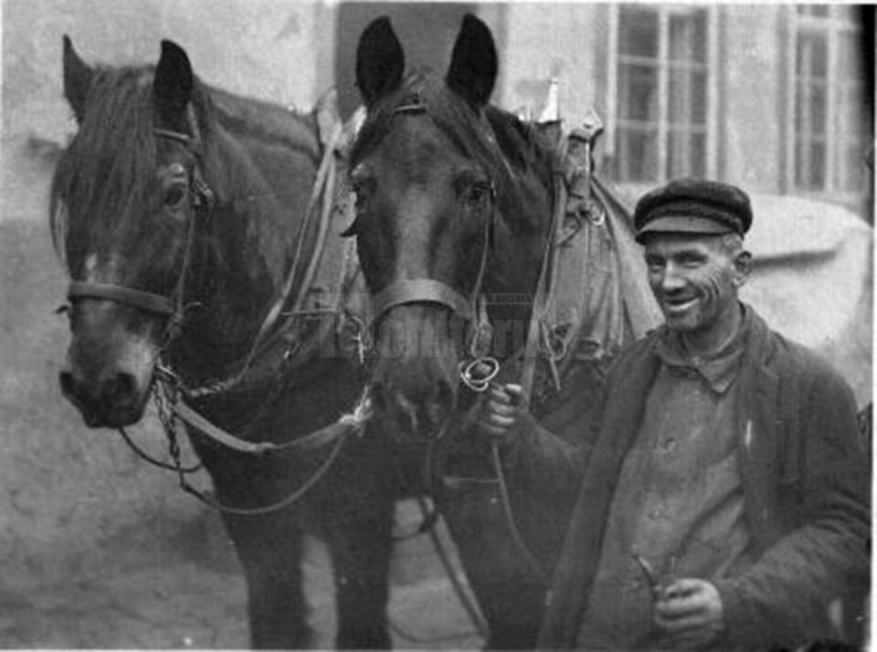 „Cai de curse” „Cai de curse”