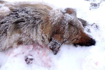 Cățeaua împușcată