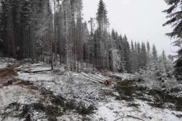 Aurul verde al pădurilor scoate în stradă mii de oameni a căror existenta depinde de exploatarea masei lemnoase