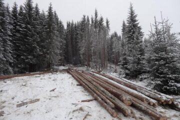 Volumul exploatabil scos la vânzare pentru acest an de Direcția Silvică Suceava este de aproape jumătate de milion de metri cubi