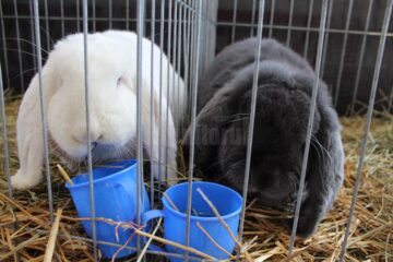 Iepurașii, mici sau uriași, se numără printre principalele atracții ale expoziție