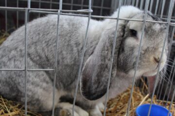 Iepuri uriași, găini pitice, porumbei campioni și păsări exotice, la o expoziție cu tradiție