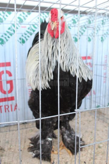 Cocoșii uriași de Brahma reprezintă mândria multor crescători