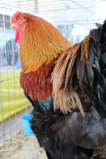 Iepuri uriași, găini pitice, porumbei campioni și păsări exotice, la o expoziție cu tradiție
